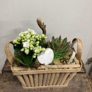 Planten